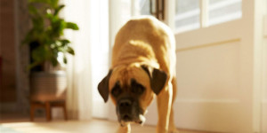 Low-Effort, High-Tech Ways to Clean Your House